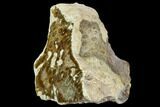 Polished, Fossil Coral Head - Indonesia #109136-1